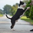 Bull terrier / Bullterier / Bulteriér šteniatka s PP - 8