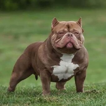 American bully - 8
