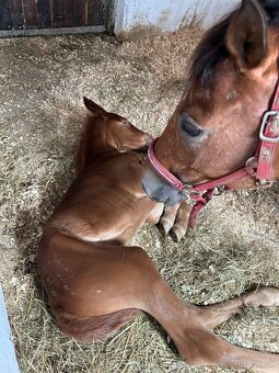 Appaloosa s pp - 8