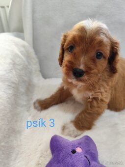 Cavapoo - 8