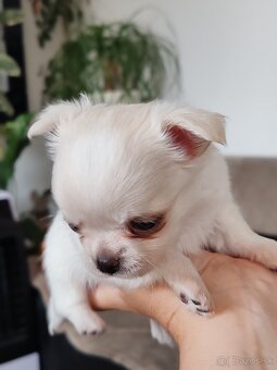 Čivava dlhosrstá, chihuahua, Solubist Dog KENNEL 💙💙 2 boy - 8