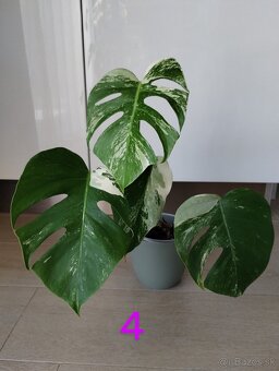 Monstera albo variegata - 8