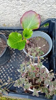 Predám rôzne trvalky - 8