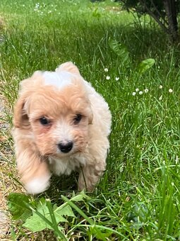 Krytie maltipoo - 8