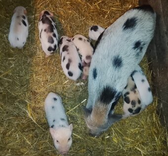 Gottingenske miniprasiatka - 8