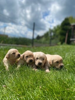 Zlatý Retriever - 8