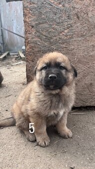 predám 7-týždňové šteniatka - 8