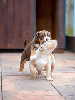 American Bully XL/XXL - 8