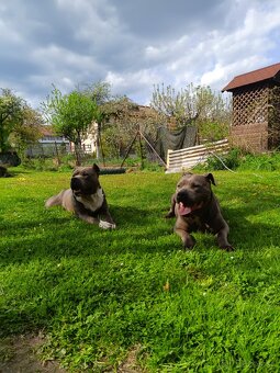 Americký stafordšírsky teriér - Amstaff - 8