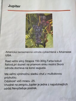 Predám sadenice viniča - 8