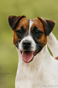 Jack russell teriér - 8