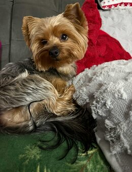 Yorkshire terrier - 8
