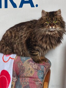 Maine coon - 8