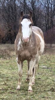 APH APHA PAINT HORSE ŽREBEC pripúšťanie - 8
