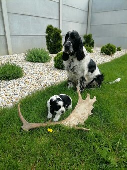 Šteniatko anglicky springer španiel - 8