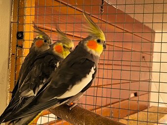 korely výstavný typ - 8