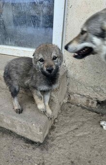 Československý vlčiak - 8