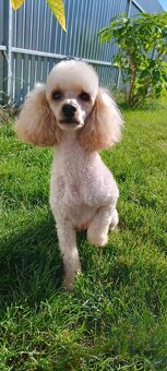 Pudel trpasličí - 8