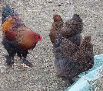 NB Brahma jarabičia 1,50€ - 8