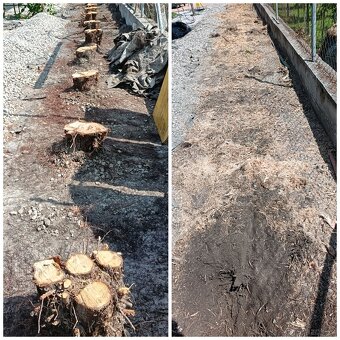Frézovanie pňov a výrub - 8