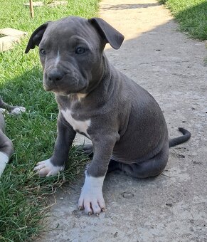 Šteniatka - Americký stafordšírsky teriér (Amstaff, Staford) - 8
