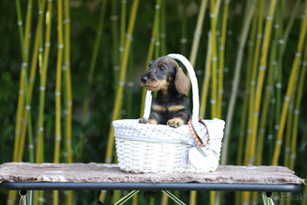 Jazvečík hrubosrstý trpasličí - králičí s PP - 8