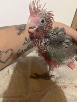 Predam kakadu ruzoveho - 8