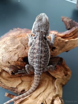 Predám mláďatá - agama bradatá - 8