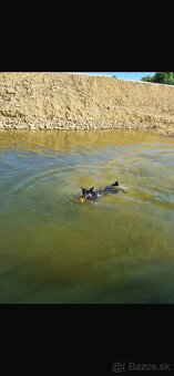 Nemecký ovčiak - štenatá - 8