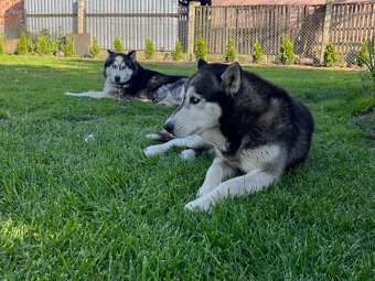 Sibirsky husky - 8