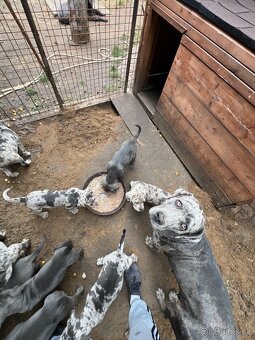 Štěňata Cane Corso - 8