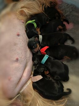 Yorkshire terrier s PP FCI (s preukazom pôvodu/rodokmeňom) - 8