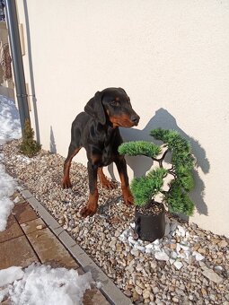 Predam čistokrvných Dobermann šteniatka - 8