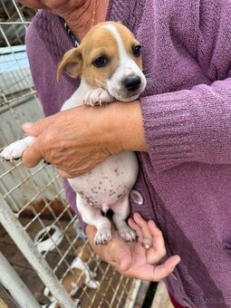 Jack Russell Terrier - 8