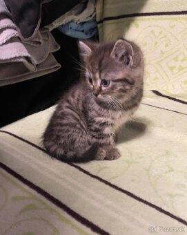 Darujem mačiatka - 1x kocúrik, 1x mačička - 8