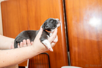 Šteniatká Border Kólia s PP, Border Kolia - 8