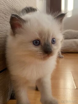 Ragdoll mačiatka - 8