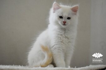 Ragdoll s PP - krémový kocúrik - 8