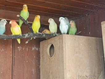 Agapornis ružovohrdly - 8