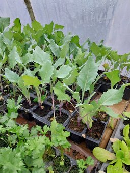 Predám planty rôzne druhy - 8