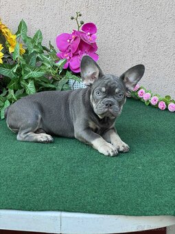 Francúzsky buldoček,buldog,bulldog krásne šteniatka - 8