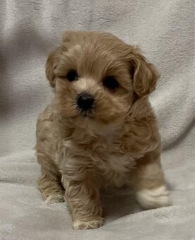 Cavapoo Maltipoo - 8