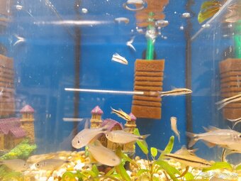 Akvarijné rybky - predaj - 8