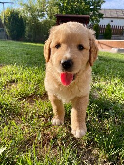 Zlatý retriever šteniatka - 8
