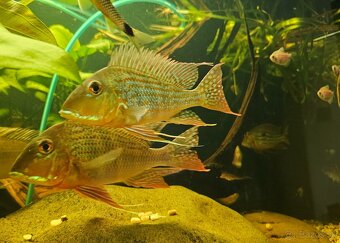 Geophagus - 8