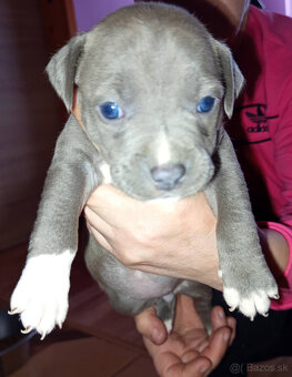 americky staforshier terrier - 8