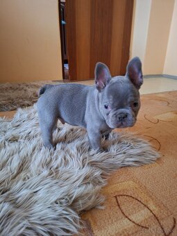 Francúzsky buldoček modry(lilac) - 8