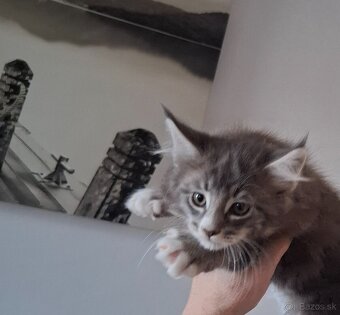 Mainská Mývalia mačka / Maine Coon - 8
