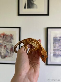 Pagekon riasnatý Correlophus ciliatus - 8