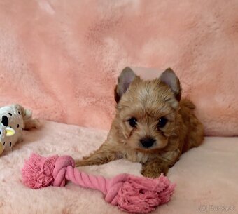 Yorkshire terrier , York - 8